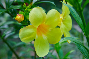 Close-up of Golden Trumpet blooming in garden