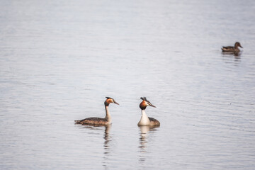 Two Great Crested Grebes swim in the lake