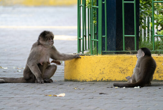 Une m&egrave;re singe capucin et son b&eacute;b&eacute; se regarde. Rue de Puerto Misahualli, Equateur.
