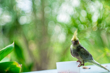 Cockatiel Nymphicus crest are replaced by bright yellow feathers, the orange  Cockatiel Nymphicus...