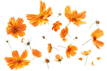 Obraz premium Autumn Leaves Pattern Background with Maple and Oak Trees in Yellow and Orange Tones - for Seasonal Decoration and Design