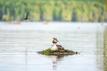 Great Crested Grebe, Podiceps cristatus, water bird sitting on the nest, nesting time on the green lake