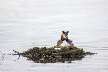 The waterfowl bird Great Crested Grebe swimming in the lake near its nest with eggs