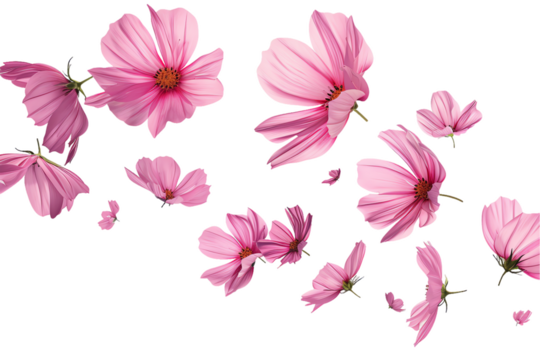A bouquet of pink and white flowers with a mix of daisies and chrysanthemums in a garden setting