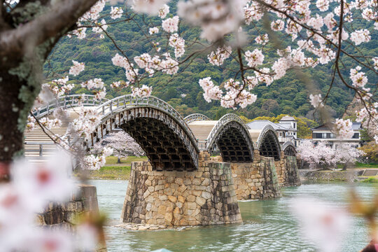 Kintai Bridge Sakura festival. Cherry blossoms along the Nishiki River bank. Iwakuni, Yamaguchi Prefecture, Japan.