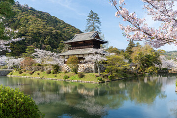 Iwakuni, Yamaguchi Prefecture, Japan - April 5 2024 : Kinunkaku Pavilion alongside the moat in Kikko Park. Cherry blossoms full blooming in springtime.