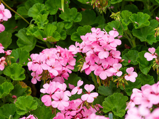 花壇に咲くピンク色のゼラニウム