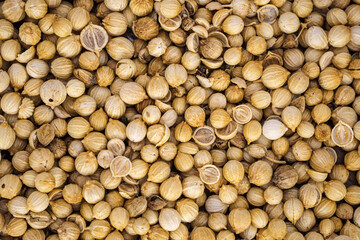 portrait of coriander used for seasoning 