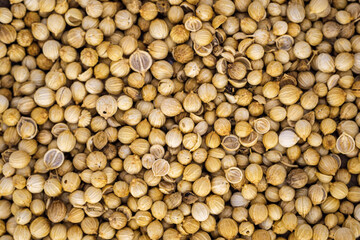 portrait of coriander used for seasoning 