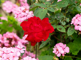 赤い薔薇とピンクのゼラニウム