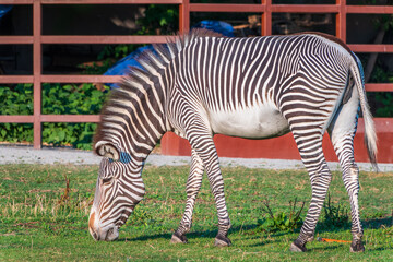 Grevy's zebra, lat Equus grevyi, also known as the imperial zebra eats green grass.