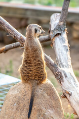 Meerkat, Suricata suricatta, on hind legs. Portrait of meerkat standing on hind legs with alert expression. Portrait of a funny meerkat sitting on its hind legs.