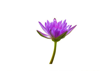 Close-up photo of blooming purple lotus flowers isolated on transparent background png file.