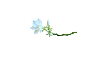 Close-up image of white flowers isolated on transparent background png file.