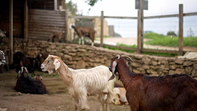 Goats in a farm in the countryside