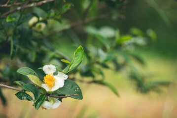 Green tea tree Flower fresh leaves in eco herbal farm. Tree tea plantations in morning sun light. Freshness herbal natural garden farmland. Drinking organic relax. Green tea tree in farm