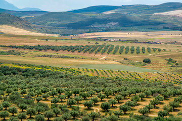 Oliveraie et champ de blé