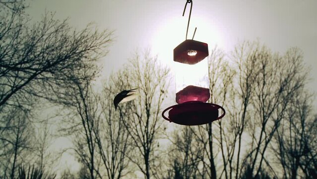 Silhouette of Hummingbirds Hovering as They Fly Around a Feeder at Sunset. 4K Resolution.