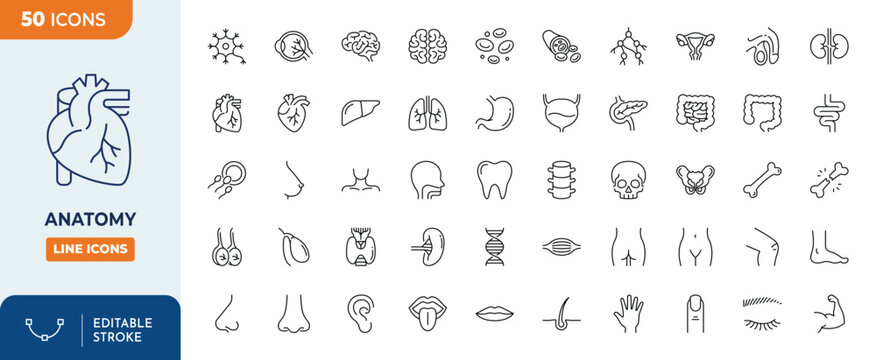 Anatomy icons set. Containing brain, lungs, stomach, skeleton, etc. Outline Icon Collection. Editable stroke. Vector illustration	