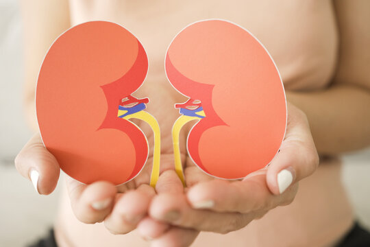 Hands holding kidney shaped paper, world kidney day, Organ Donor Day, Chronic kidney disease concept