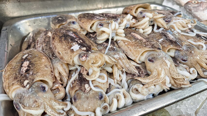 Fresh raw cuttlefish, sepia or cuttles for selling in a plate in a fish market.
