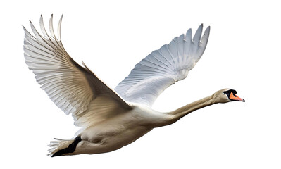 Majestic white swan spreading its wings in flight against a pure white backdrop, capturing elegance and liberation