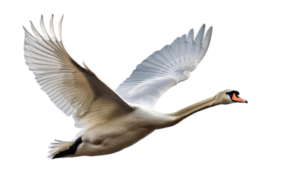 Majestic white swan spreading its wings in flight against a pure white backdrop, capturing elegance and liberation