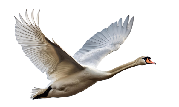 Majestic white swan spreading its wings in flight against a pure white backdrop, capturing elegance and liberation