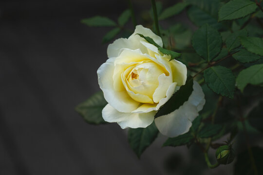 yellow rose