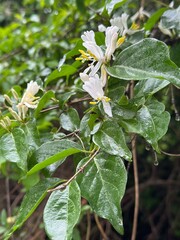 white honeysuckle flowers