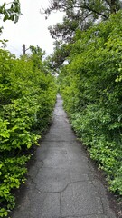 Obraz premium footpath in the park