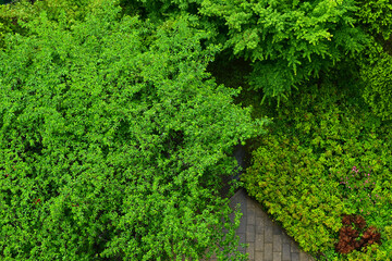上から見下ろした公園の樹木