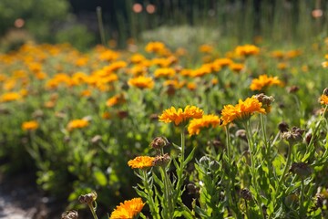 Obraz premium マリーゴールド