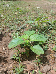 photo of spinach plants that I took behind my house. I took a photo of a spinach plant that was still fresh and green