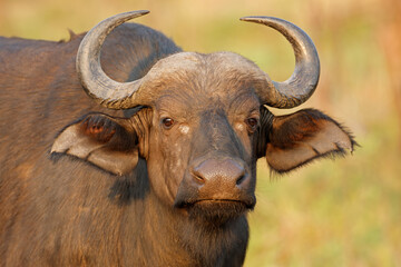 Portrait of an African or Cape buffalo (Syncerus caffer), Kruger National Park, South Africa.