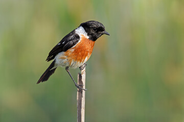 A male African stonechat (Saxicola torquatus) perched on a branch, South Africa.