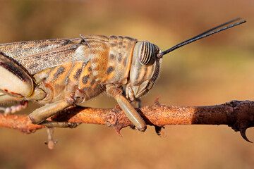Close-up portrait of a brown locusts (Locustana pardalina) sitting on a branch, South Africa.