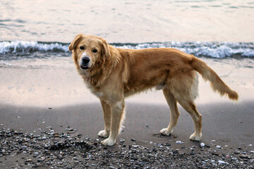Adorable Purebred Golden Retriever Dog Walking On Beach Of Pebbles And Sand.