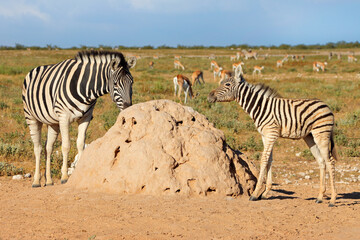 Plains zebras (Equus burchelli) and springbok antelopes in natural habitat, Etosha National Park, Namibia.