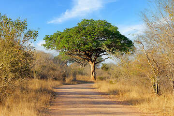 Beautiful large pod mahogany (Afzelia quanzensis) tree, Kruger National Park, South Africa.