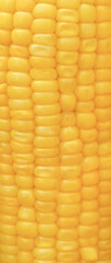 fresh Ears of corn placed vertically on white background.
