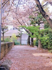 桜吹雪