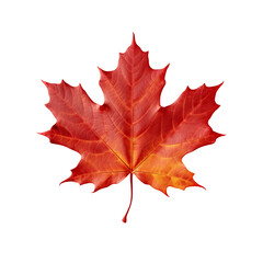 Obraz premium Isolated Transparent Autumn Maple Leaf