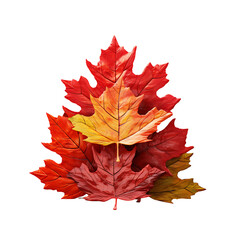 Fototapeta premium Isolated Maple Leaf Set