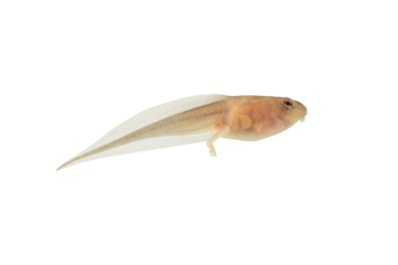 Reed frog tadpole with hind legs in the process of metamorphosis