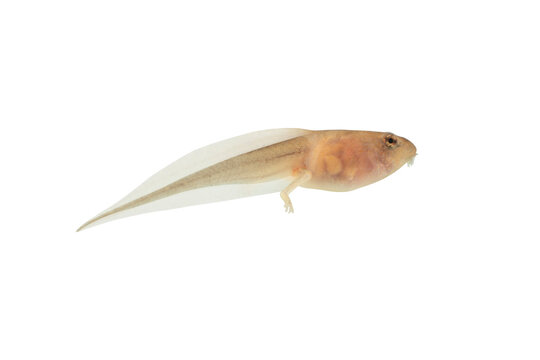 Reed frog tadpole with hind legs in the process of metamorphosis