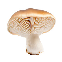 Whole Mushrooms with Transparent Background