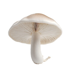 Clear Mushroom Diversity Design Kit