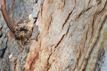 Eucalyptus tree bark texture, Bark of eucalyptus tree, seamless texture, a eucalyptus tree bark texture background image