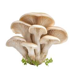Transparent Mushroom Set
